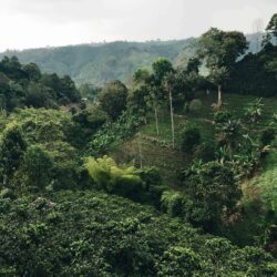 Meeting a farmer family in the mountains of Peru 5 coffeebean 01