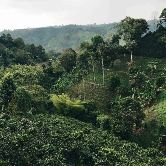Meeting a farmer family in the mountains of Peru 3 coffeebean 01